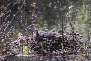 Earth Nest poem